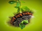 Spel Caterpillar Larva Animal Jigsaw aanlyn