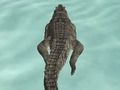 Spel Krokodil Simulator Strandjag aanlyn Spel Krokodil Simulator Strandjag aanlyn