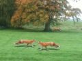 Spel Gejaagde Fox  aanlyn