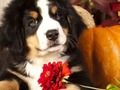 Spel Puzzel foto's toevoeging feite  aanlyn