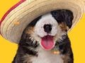Spel Snaakse hond: verborge bene  aanlyn