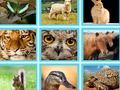 Spel Bv. Pic Quiz aanlyn