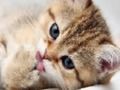 Spel 15 foto quiz  aanlyn
