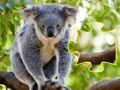 Spel Jigsaw Jam Animal aanlyn