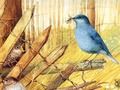 Spel Voëls: kunsraaisels  aanlyn