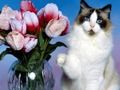 Spel Snaakse katte legkaart aanlyn