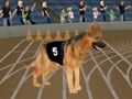 Spel Crazy Dog Racing Koors  aanlyn