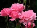 Spel Pienk rose  aanlyn