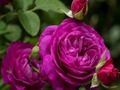 Spel Pers rose  aanlyn