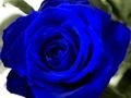 Spel Blou rose  aanlyn