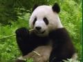 Spel Pandas legkaart  aanlyn
