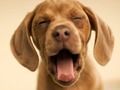 Spel Snaaks Doggy  aanlyn