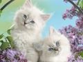 Spel Snaaks Kitty  aanlyn