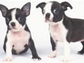 Spel Pragtige Puppy Slide  aanlyn