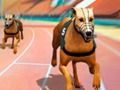 Spel Crazy Dog Racing Koors  aanlyn