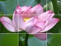 Spel Lotus blomme  aanlyn