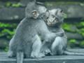 Spel Sjimpansee Jigsaw  aanlyn