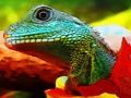 Spel Chinese Water Dragon Jigsaw aanlyn