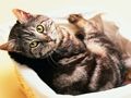 Spel Snaakse katte en honde legkaart  aanlyn