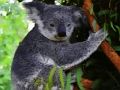 Spel Oulike Koala Beer  aanlyn