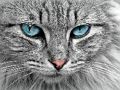 Spel Cat Eye se figuursaag  aanlyn