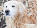 Spel Winter Troeteldier legkaart  aanlyn