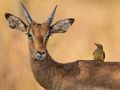 Spel Wild Deer Jigsaw aanlyn