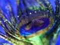 Spel Peacock Feather Jigsaw aanlyn