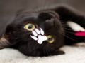 Spel Oulike katte legkaart  aanlyn