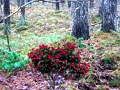 Spel Bernati Forest Adventure aanlyn