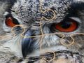 Spel Wilde uil Jigsaw  aanlyn