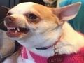 Spel Watter memehond is jy?  aanlyn