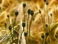 Spel Poppy legkaart  aanlyn