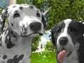 Spel Dog Simulator 3D aanlyn