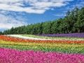 Spel Kleurvolle blomme tuin figuursaag  aanlyn