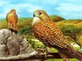 Spel Roofvoëls-glybaan  aanlyn