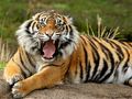 Spel Diere legkaart Tiger  aanlyn
