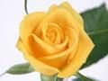 Spel Geel Rose  aanlyn