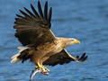 Spel Flying Birds Skyfie  aanlyn