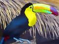 Spel Toucan Bird Jigsaw aanlyn