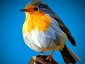 Spel Poly Birds figuursaag  aanlyn
