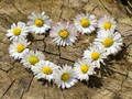 Spel Daisy Heart Jigsaw aanlyn