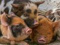 Spel Varkie Piggy Jigsaw  aanlyn