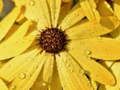 Spel Blomblare Reëndruppel figuursaag  aanlyn