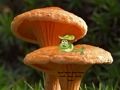 Spel Sampioen Plant Land Escape  aanlyn