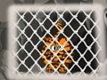 Spel Tiger Escape 1 aanlyn