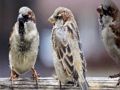 Spel Mossie Familie legkaart  aanlyn