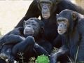 Spel Snaakse Sjimpansee Jungle Escape  aanlyn