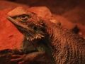 Spel Dragon Lizard Jigsaw aanlyn