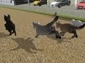 Spel Hardloop Cat Cat Race  aanlyn